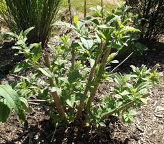 Each butterfly bush produces over 100,000 seeds, and they are distributed in the wind, so even though you may not see seedlings popping up in it's not that butterflybush is inherently a bad plant. How To Prune A Butterfly Bush Mike S Backyard Nursery