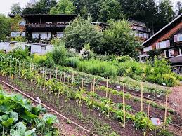 2020 der tag des offenen gartens wird am 14. Tag Des Offenen Heilkrauter Gartens A Vogel