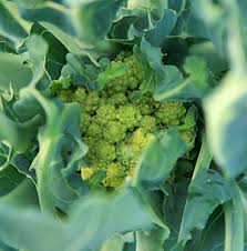 The central head gets large and the entire plant can span 2 feet (61 cm.) in diameter. Romanesco Wisconsin Horticulture