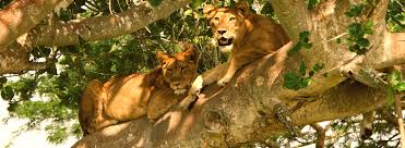 Kubwa Five Safaris Limited reviews, tours, photos