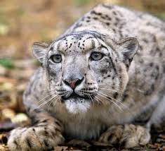 We just checked the weather report and there's a whole lotta snow on the map! Top 10 Facts About Snow Leopards Wwf