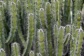 A cactus or cacti are a unique subset of the succulent group. Cactus Or Succulent 5 Succulents That Look Like Cactus Succulent Alley