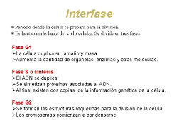 ¿en que periodo comienza la división mitótica de las células germinales en hombres? Concepto De Ciclo Celular Conjunto De Transformaciones Que