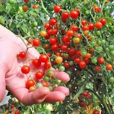 Check spelling or type a new query. Sweet Pea Currant Erbse Johannisbeere Tomaten Samen Preis 1 95