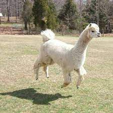 Levitating Llama Funny Llama Funny Animal Pictures Animal Captions