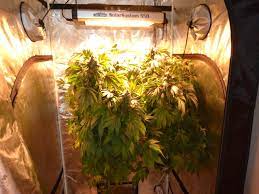 Solarsystem 550 Led Review Dutch Passion Blogs
