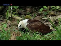 Check spelling or type a new query. Ewon Bertemu Elang Bondol Sulawesi Di Hutan Kakao Jejak Rimba 24 9 Youtube