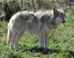 Wolf-Dog Hybrids | International Wolf Center