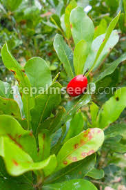 Image result for Synsepalum