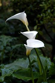 Flowers played in all 13 games with three starts as a true freshman in 2011. Zantedeschia Aethiopica Wikipedia