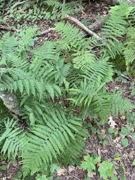 Image result for Deparia