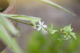 Image result for Chlorophytum pubiflorum