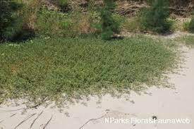Image result for Sesuvium portulacastrum