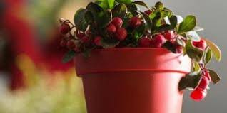 Natur teppich sketch trauben beeren digitaldruck muster teppich. Rote Teppichbeere Mit Rhododendron Dunger Versorgen