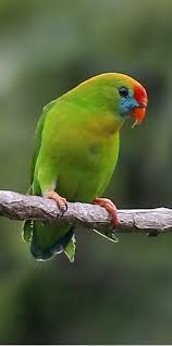 Birds Of The Same Feather Flock Together In Tagalog Pin By Gavin On Loros Cute Baby Animals Baby Animals Parrot Bird