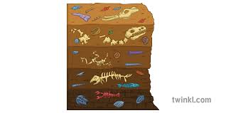 Some of the technologies we use are necessary for critical functions like security and site integrity, account authentication, security and privacy preferences, internal site usage and maintenance data, and to make the site work correctly for browsing and transactions. Fossil Layers Diagram Science Secondary Illustration Twinkl
