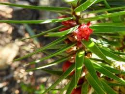 Image result for Phyllanthus caespitosus