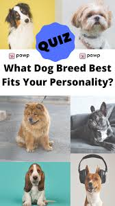Have you ever owned a dog, or will this be your first? Pawp Quiz What Dog Breed Best Fits Your Personality Dog Quiz Dog Breed Quiz Dog Personality Quiz
