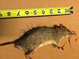Pin On Traps