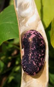 Image result for Phaseolus coccineus