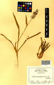 Image result for Aneilema lanceolatum