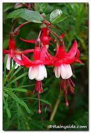 Fuchsia Santa Claus Fuchsia Flowers Fuchsia Garden Fuchsia Flower