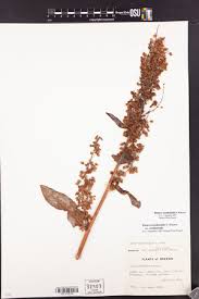 Image result for Rumex lanceolatus