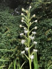 Image result for Habenaria magnirostris