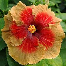 Pin On Hibiscus