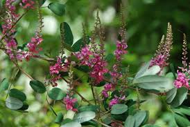 Image result for Indigofera hedyantha
