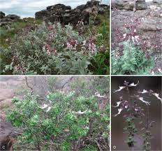 Image result for Syncolostemon sp. nov. aff. teucriifolius