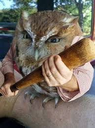 Birds With Human Arms These Birds With Human Arms Will Terrify And Delight You Funny Animal Pictures Funny Animals Funny Birds