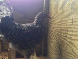 Hen Holding Her Head Angled To One Side Backyard Chickens Learn How To Raise Chickens Chicken unicorn panda fun figure man head statue of liberty graduate golden saint medusa pet helmet funny chicken helmet head protection compact chicken hen ducks birds hard hat bird. hen holding her head angled to one side