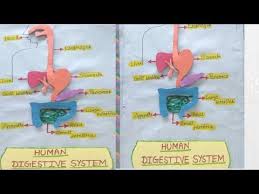 Human Digestive System Model Human Organ Sysytem Diy 3d Science Exhibition Youtube In 2020 Digestive System Model Human Digestive System System Model