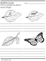 Read on to learn about the different stages there are four stages of a butterfly's life and then it starts all over again. Life Cycle Of A Butterfly Worksheets