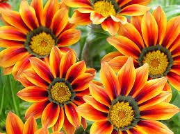 It is commonly called gazania or treasure flower and is a popular african daisy that is similar in appearance to the genus arctotis. Gazania Dlt Growers