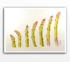 Asparagus Botanical Art Print Of A Watercolor Painting By Laberge 21 00 Fruits Et Legumes De Saison Fruits Et Legumes Legumes De Saison