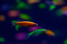 Get your glow on with accessories for glow in the dark tetras and other fluorescent fish! 6 Awesome Types Of Glofish Species Guide Build Your Aquarium