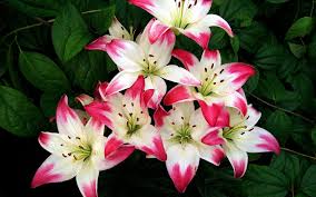 Lilies Google Haku White Lily Flower Flower Images Wallpapers Flower Jigsaw Puzzles