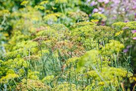 Image result for Foeniculum vulgare