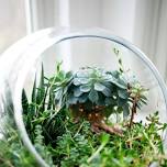 Adult Terrariums Workshop