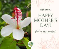 Send flowers mothers day hawaii. Download A Virtual Mother S Day Bouquet Ntbg News