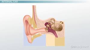 Label The Ear Structures Study Com We all have a lable or a so called group we r in we may not notce that we r in a group or even have a lable at all but people do lable u find out what your lable is!:d. label the ear structures study com
