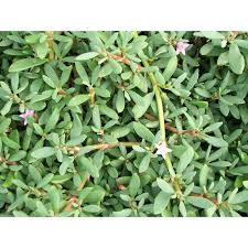 Image result for Sesuvium