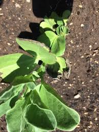 Fava beans not only taste great and are easy to grow, they make excellent cover crops adding nitrogen and organic matter to the soil. Black Leaf On Fava Beans 625824 Ask Extension