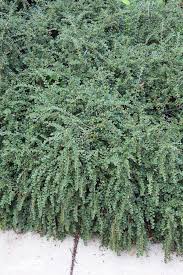 If i dig it up and put top soil and mulch, it will just slide down the hill. Evergreen Groundcover Plants 20 Choices For Year Round Interest