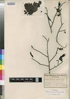 Image result for Monodora junodii