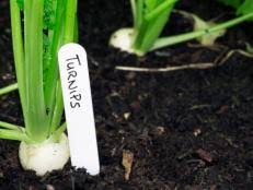 Turnips may spoil if you time travel. When To Harvest Turnips Diy