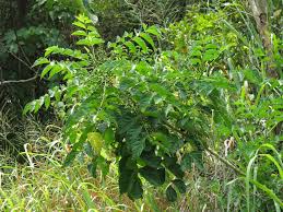 Image result for Brucea antidysenterica