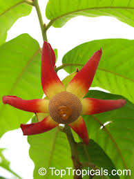 Image result for Uvaria angolensis